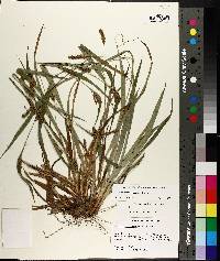 Carex flaccosperma image