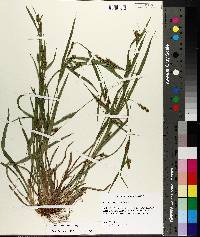 Carex flaccosperma image