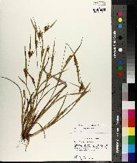 Carex flaccosperma image