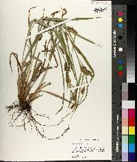 Carex flaccosperma image