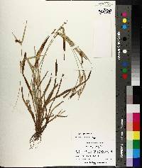 Carex flaccosperma image