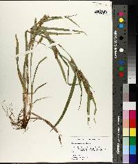 Carex flaccosperma image