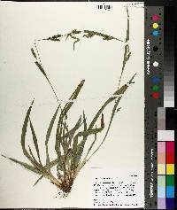 Carex flaccosperma image