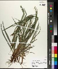 Carex flaccosperma image