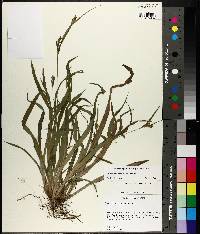Carex flaccosperma image