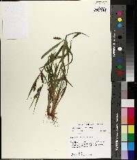 Carex flaccosperma image