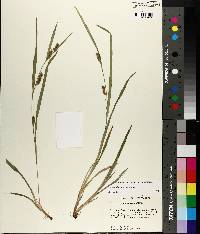 Carex flaccosperma image