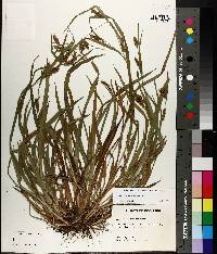 Carex flaccosperma image