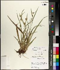 Carex flaccosperma image