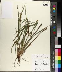 Carex flaccosperma image