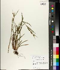 Carex flaccosperma image