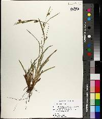 Carex flaccosperma image