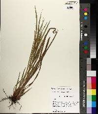 Carex flaccosperma image