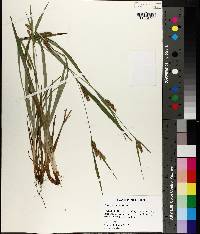 Carex flaccosperma image