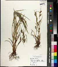 Carex flaccosperma image