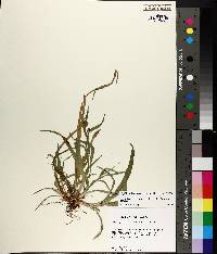 Carex flaccosperma image