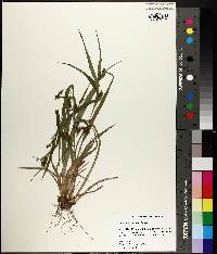 Carex flaccosperma image