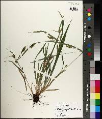 Carex flaccosperma image