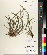 Carex flaccosperma image