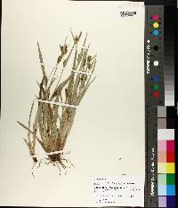 Carex glaucodea image