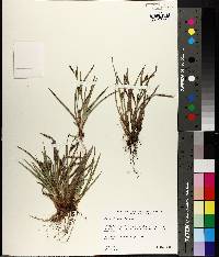 Carex glaucodea image