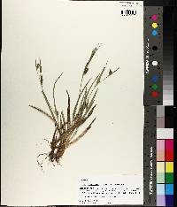 Carex glaucodea image