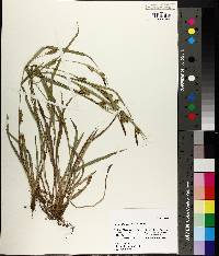 Carex glaucodea image