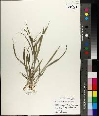 Carex glaucodea image