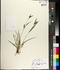 Carex glaucodea image