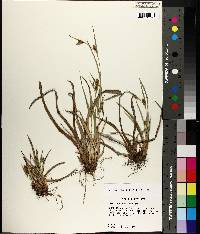 Carex glaucodea image