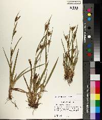 Carex glaucodea image