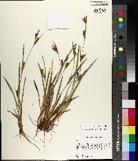 Carex glaucodea image