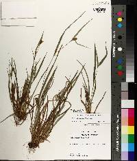 Carex glaucodea image