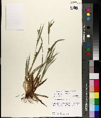 Carex glaucodea image