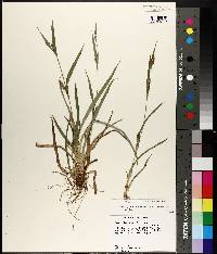 Carex glaucodea image