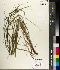 Carex grisea image