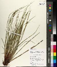 Carex planispicata image