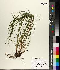 Carex oligocarpa image