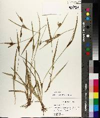 Carex pigra image