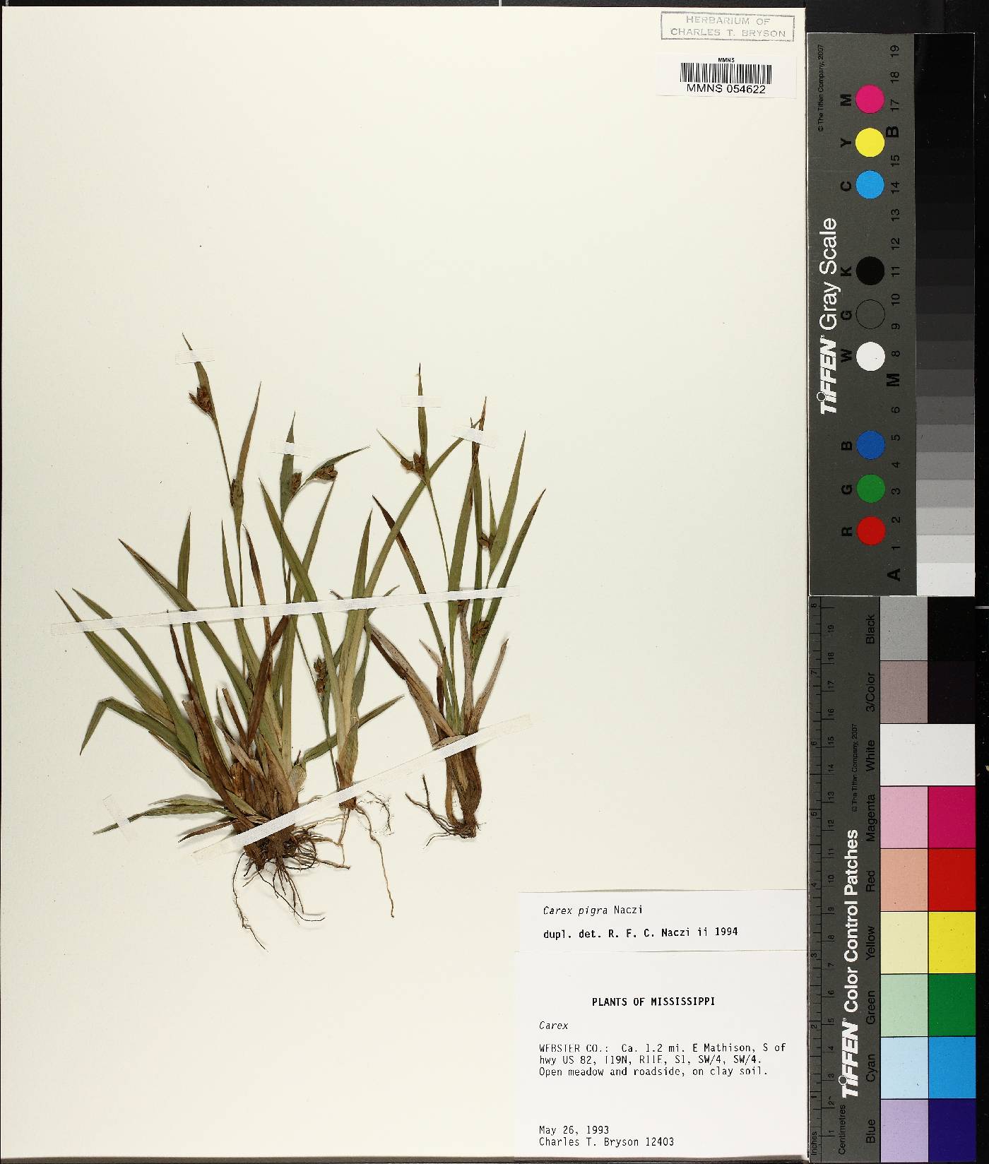 Carex pigra image