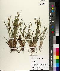 Carex pigra image