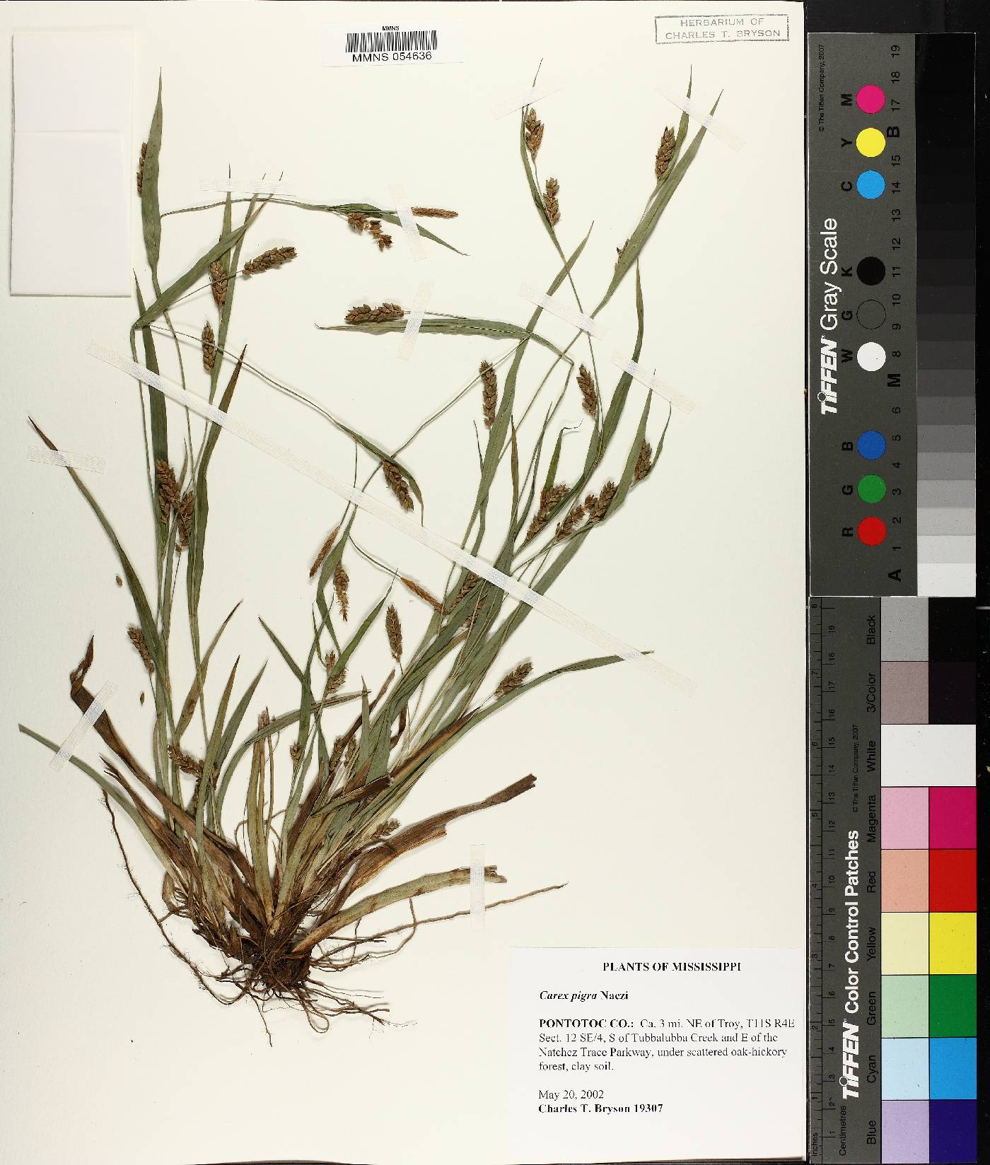 Carex pigra image