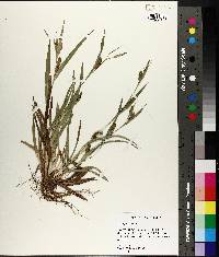 Carex pigra image