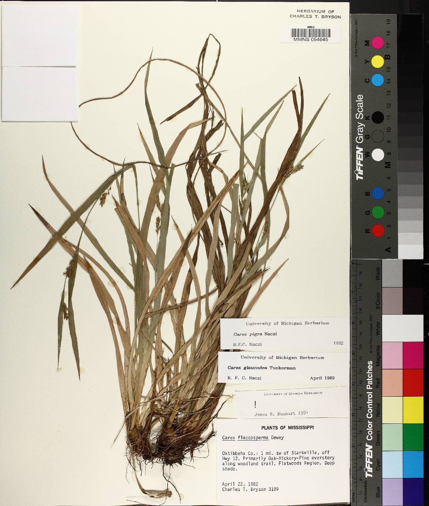 Carex pigra image