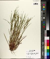 Carex planispicata image