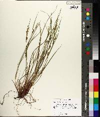 Carex planispicata image