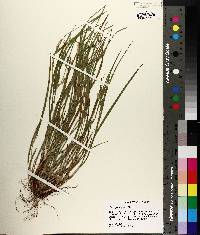 Carex planispicata image