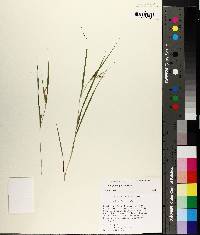 Carex planispicata image