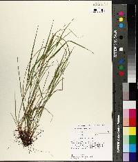 Carex planispicata image