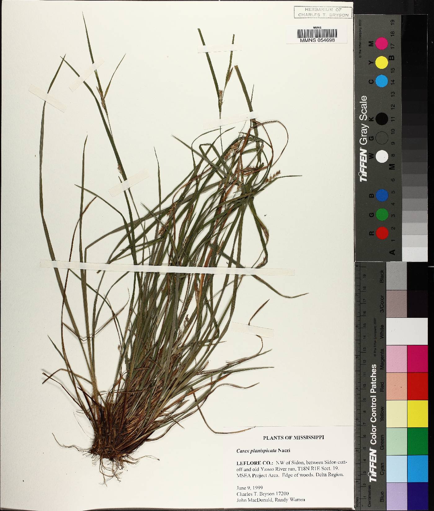 Carex planispicata image